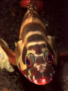 BALI- LITTLE GROUPER- HOUSED NIK F90x +105mm by Acquadro Clemente 